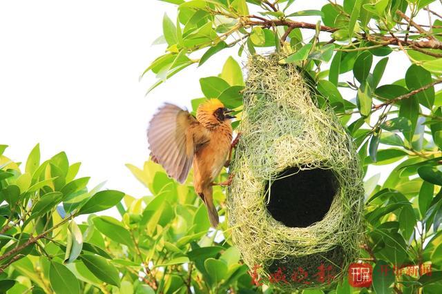 黄胸织布鸟在普洱孟连安家,它们的"家"堪称艺术品