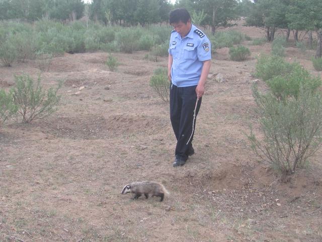 狗獾子长什么样,狗獾子是几级保护动物