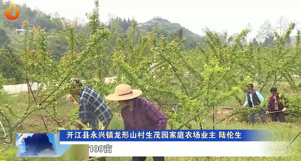 开江县永兴镇龙形山村生茂园家庭农场业主 陆伦生:目前,我们已经完成