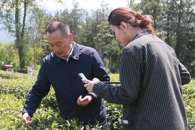 遇见陕茶遇见你陕茶代言人带你走进汉中茶园