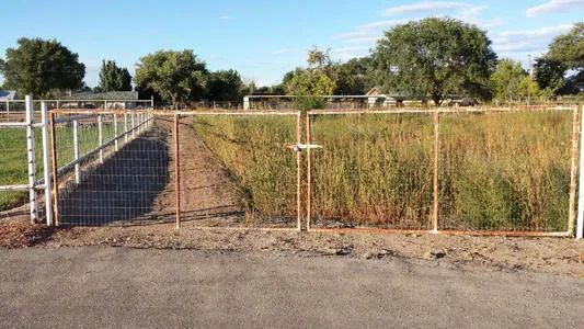 黑帮“抗疫”:“不洗手就砍手”与一天谋杀105人