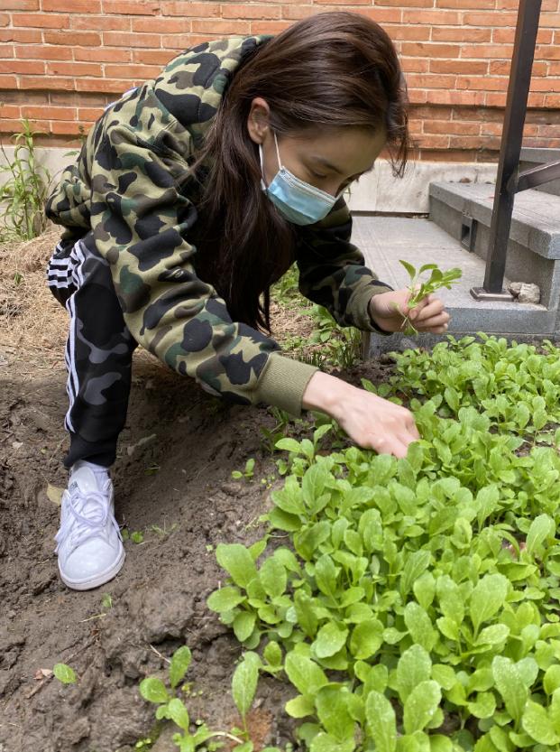 同样是下地种菜！baby被骂摆拍，她却“咸鱼翻身
