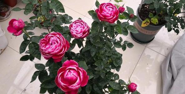 如何在家自制花肥 48c79ab06580450e8d5fa7025d7cd010.jpeg