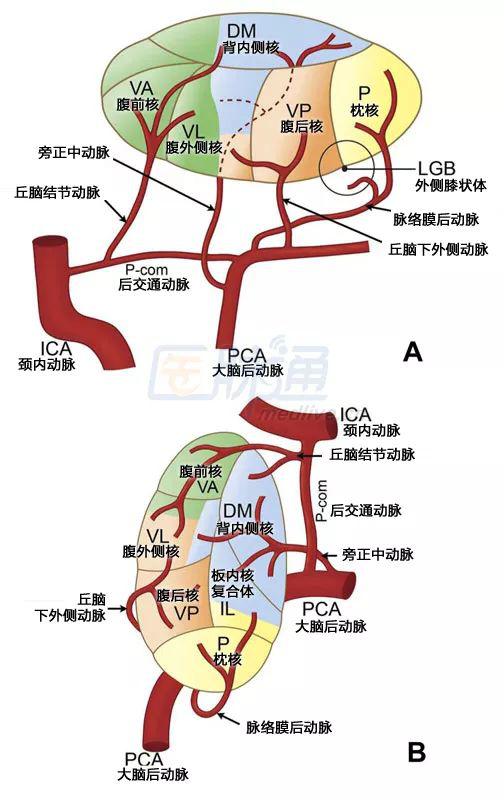 丘脑和中脑的内侧由来自大脑后动脉(pca)p1段