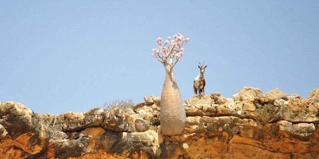 瓶子树中国哪里有 53d81fa6ce134892928c4e43dfc07d2c.jpeg