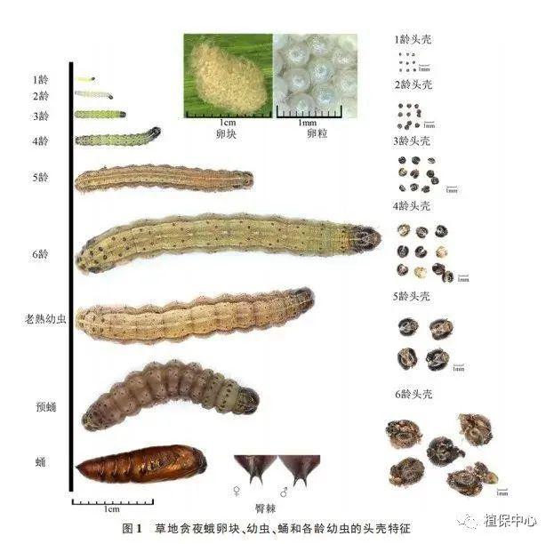 【五谷丰】草地贪叶蛾的n种死法,或是轰轰烈烈,或是无声无息_夜蛾