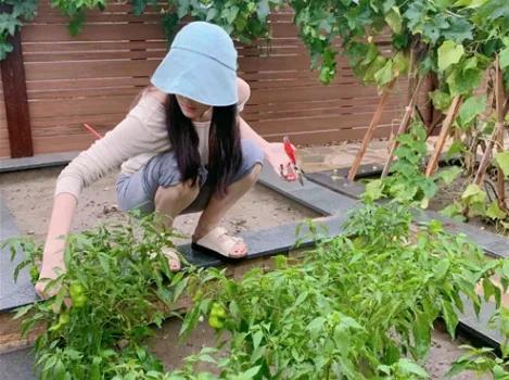 同样是下地种菜！baby被骂摆拍，她却“咸鱼翻身