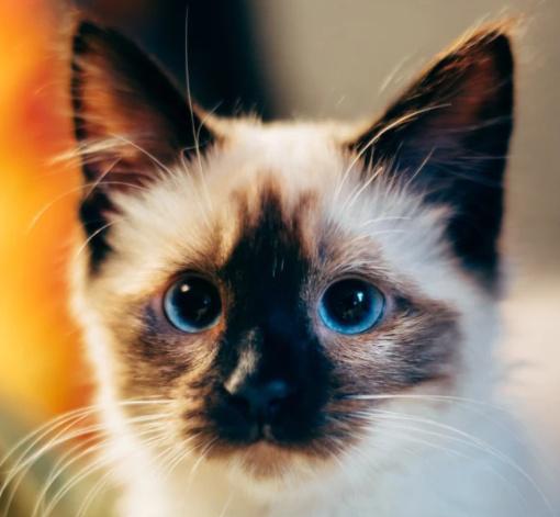 猫爱吃老鼠吗 590421fe01e4495da985586657e02bf8.jpeg