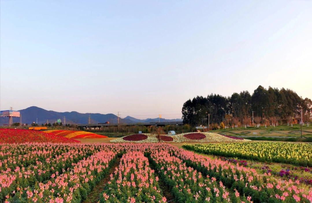成都市"最美赏花基地"的  蔚然花海