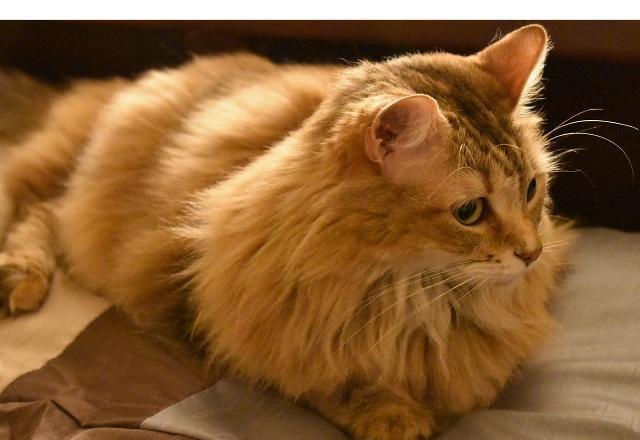 猫最近爱叫啥原因 5dd38828da9741138b89fce75e6764c7.jpeg