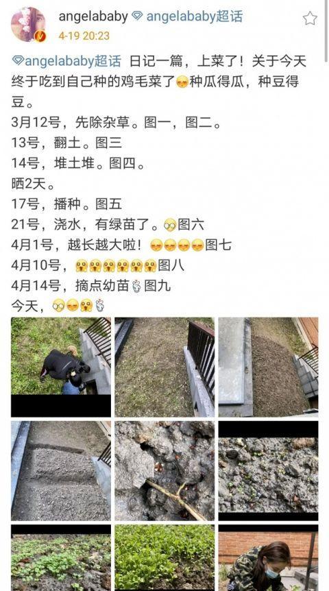同样是下地种菜！baby被骂摆拍，她却“咸鱼翻身