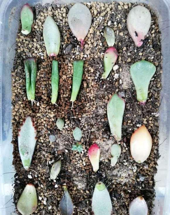 多肉怎么扦插最好 5e97c1fa8d1d4ec5bd49b2e3ab0cd1f9.jpeg