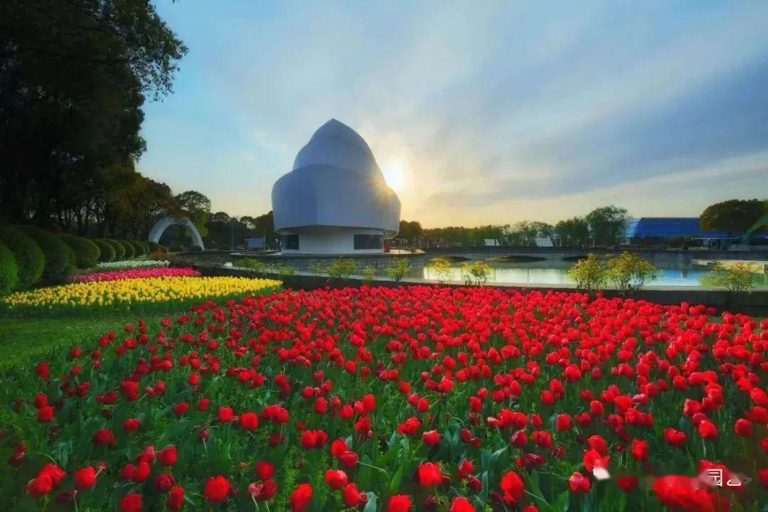 上海鲜花港郁金香花展怎么玩?最强攻略来了