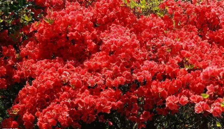 五一去这里赏花!红色花海如期绽放,美得不似人间!