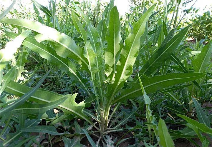 下火的中草药图片 712781fb2fda40419ce0cc863597a7dc.jpeg