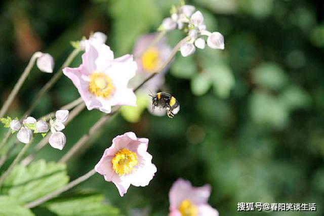 成语心什么交瘁_成语故事简笔画(2)
