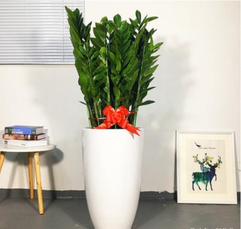 什么状叶茂成语_根深叶茂图片