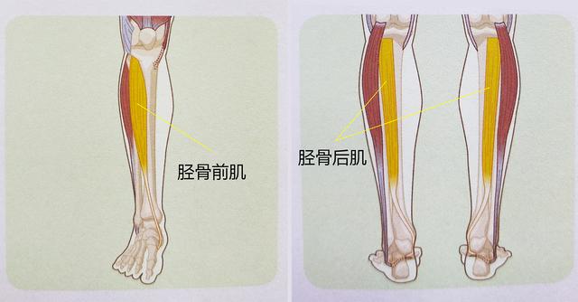 下肢和腰椎-骨盆-髋关节复合体区域有大量的肌肉群,而且其功能都会受