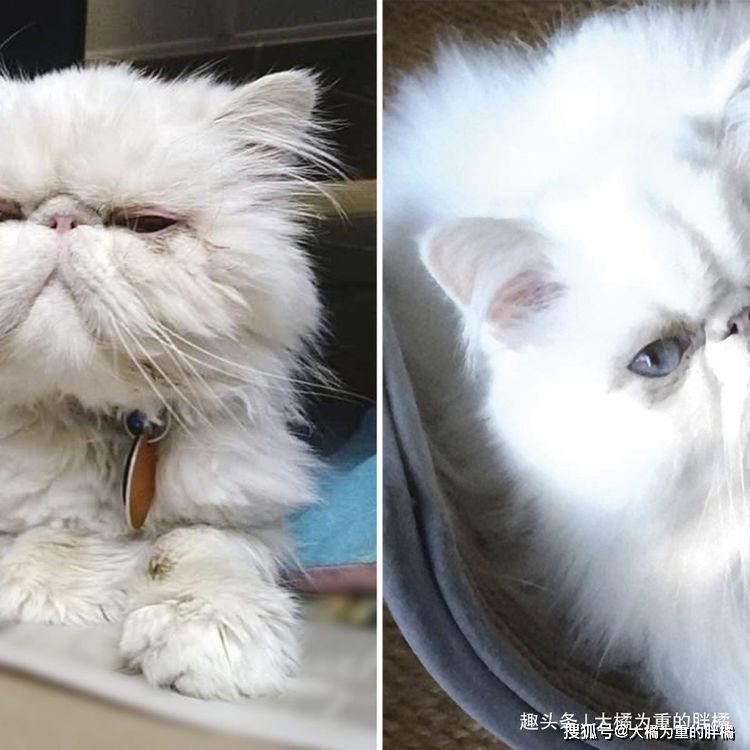 原创20张猫咪被收养前后的对比照,谁也不容易,但有爱的世界总是好的