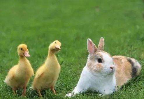 梦回田园，解读梦见抓到兔子又给放了的深层寓意