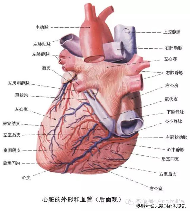 冠状动脉的解剖及其有关问题