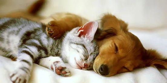 狗多少度正常体温 8e653776f40448bfb2dd1cbae289ee9b.jpeg