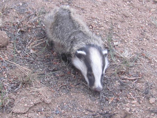 商都县境内发现罕见国家二级保护动物"狗獾"