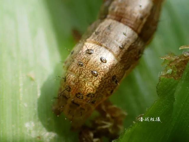 排列的4个黑斑)幼虫(头前部及口器)幼虫(胸足和腹足)幼虫(腹足趾钩)05