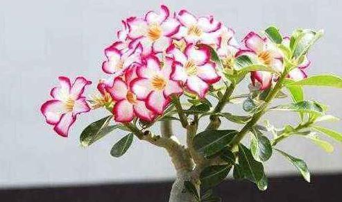 玫瑰花怎么养花苞多 a3a7e94a52eb4634ad3fa2563893047b.jpeg