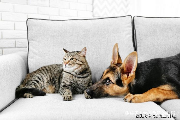 怎么样防止猫咪玩窗帘 a7b57a0447274fea981b468975f00906.jpeg