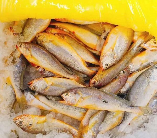 哪里买正宗黄花鱼 a81a4c594f7d48549bde31de7a760d02.jpeg