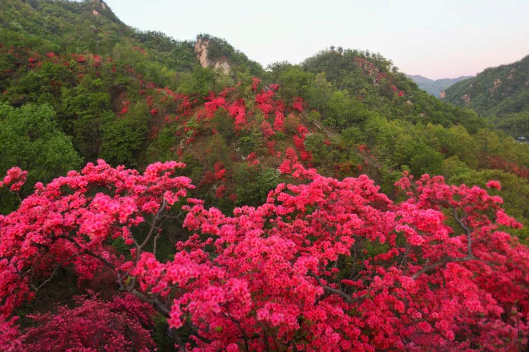 第河南汝阳杜鹃花节暨炎化节盛大开幕