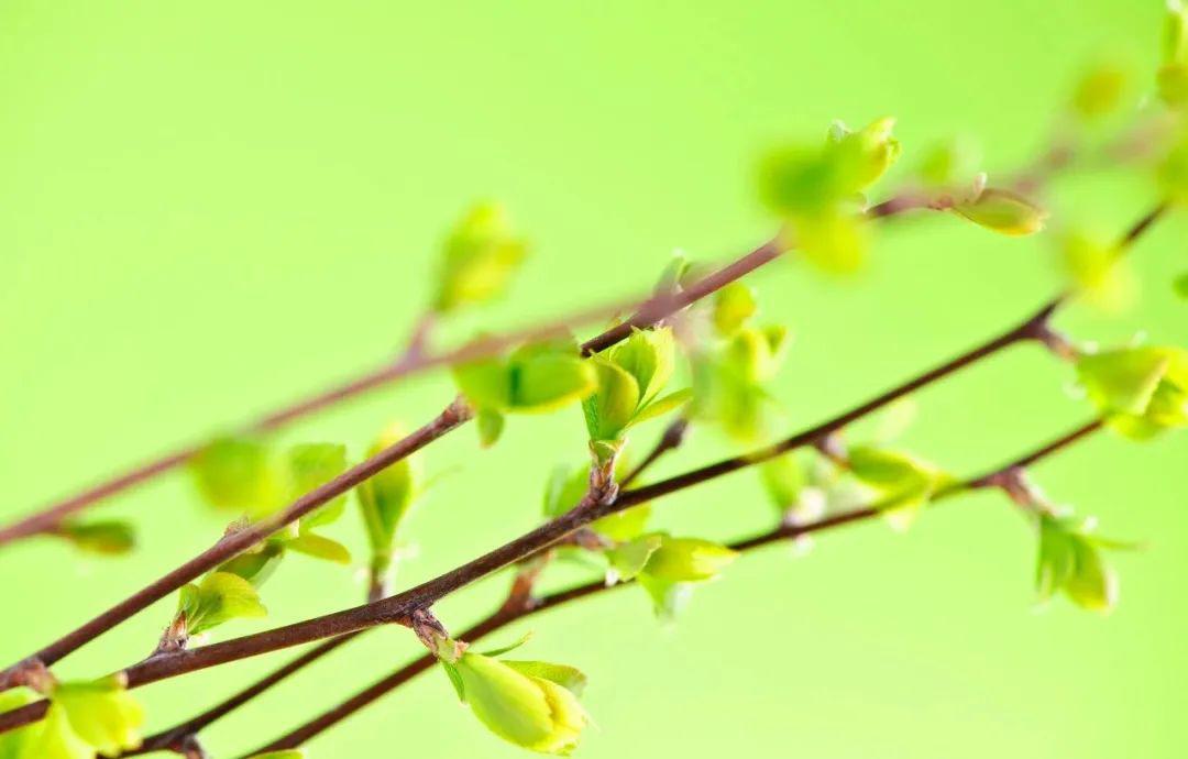科普校园┋新发芽的树叶为什么多是绿色的?