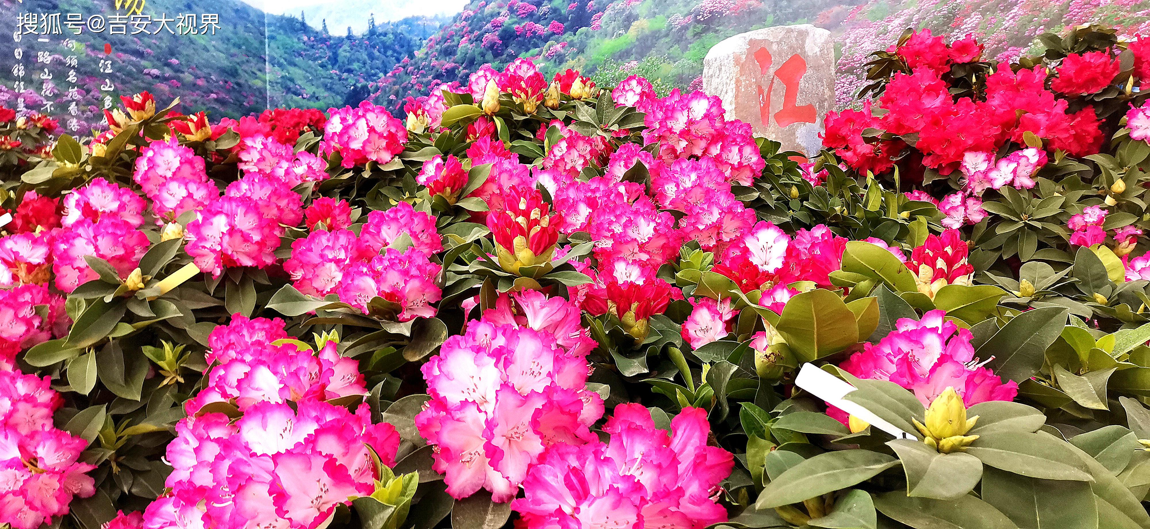 自2010年首届井冈山杜鹃花节举办以来,当地以花为媒,每年的这个季节