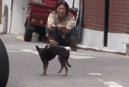 韩国一段狗狗走丢后又和主人重逢的视频，在网上疯传