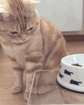 猫说:睡什么睡,起来嗨!_猫咪