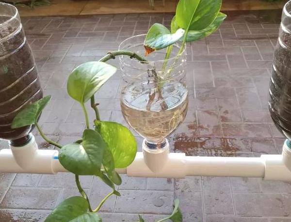 第1种,利用塑料瓶水培花卉植物