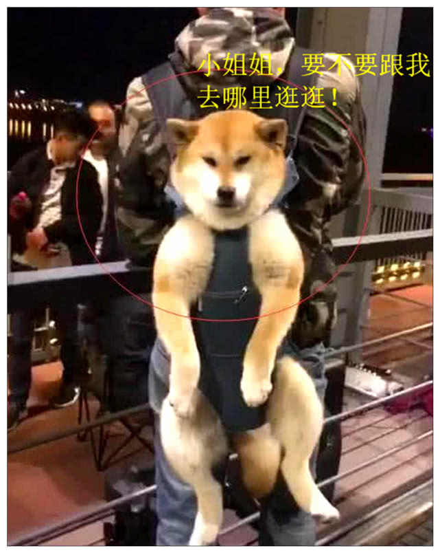 男子背着柴犬逛夜景 遇到美女 狗子的表情瞬间让路人笑喷 天府资讯