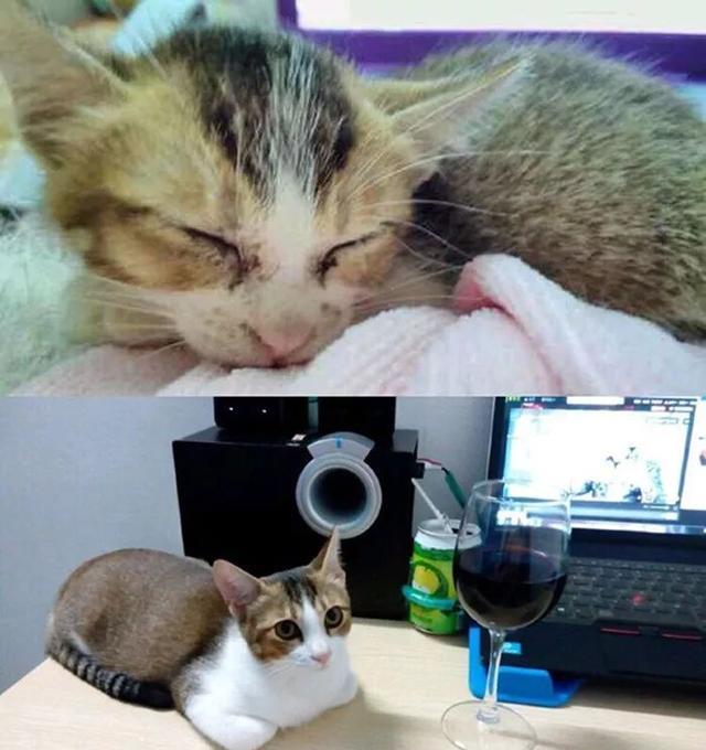 大橘猫被领养后续 c88c4b6c4dfd4c8190e4b53e2da03f88.jpeg