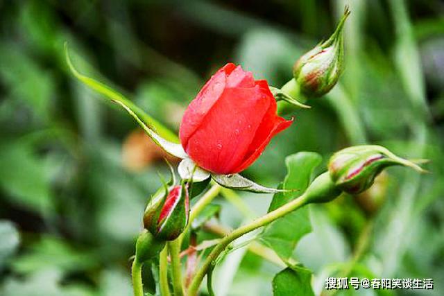 成语心什么交瘁_成语故事简笔画(2)