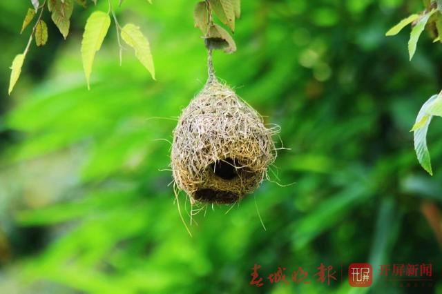 紧挨一起挂着五六个像草编工艺品一样的东西,这就是黄胸织布鸟的鸟巢