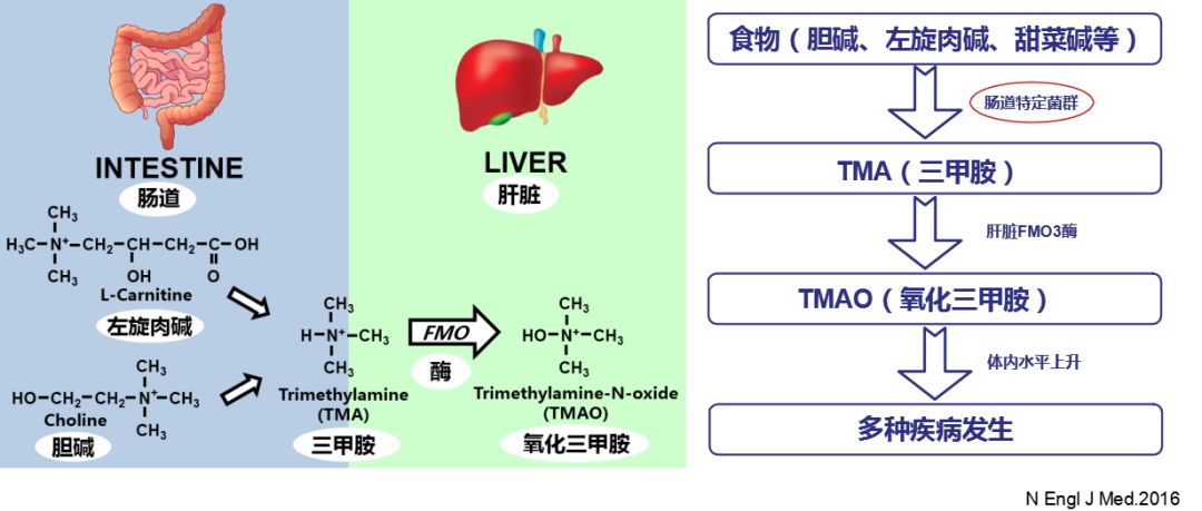 都正学术氧化三甲胺与炎症性疾病获2019年度优秀论文