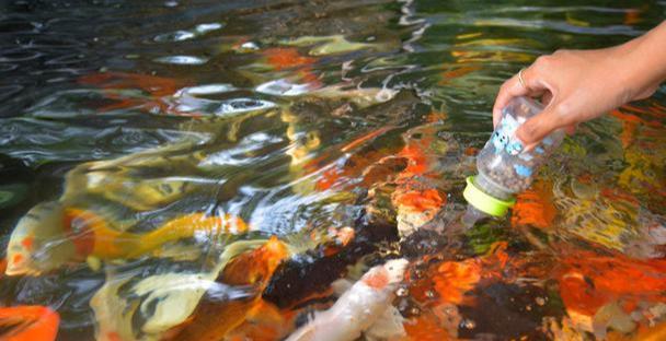 怎么养鱼 cc36522fc7f74e12a0aa8e6f9dca02c2.jpeg