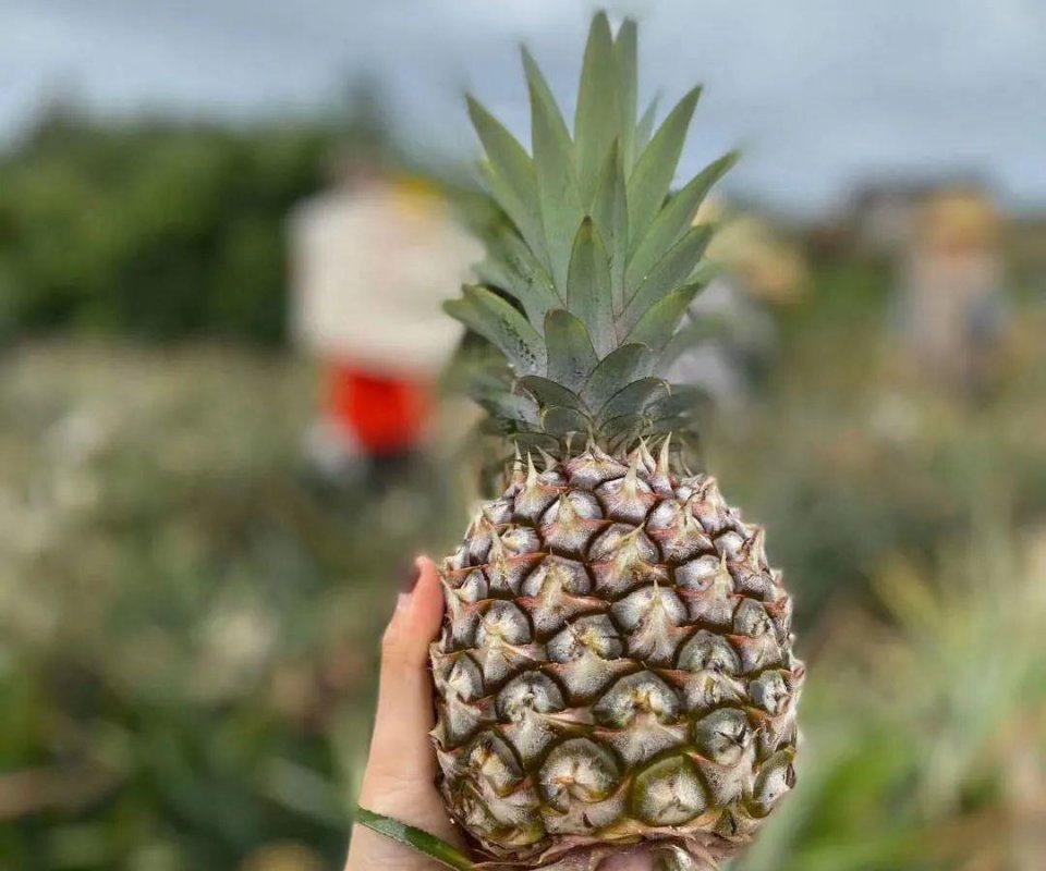 凤梨要怎么泡才甜 ce8da67423f8488cbed2fa935973369c.jpeg