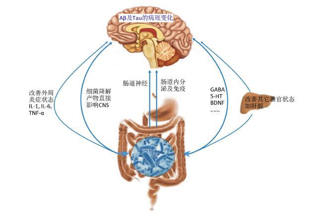 figure   possible pathways of intestinal flora affecting