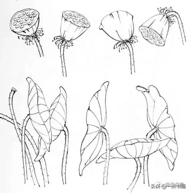 荷花的画法步骤视频教程 d4a2f464c21d4d608fe1dc257d6f3299.jpeg