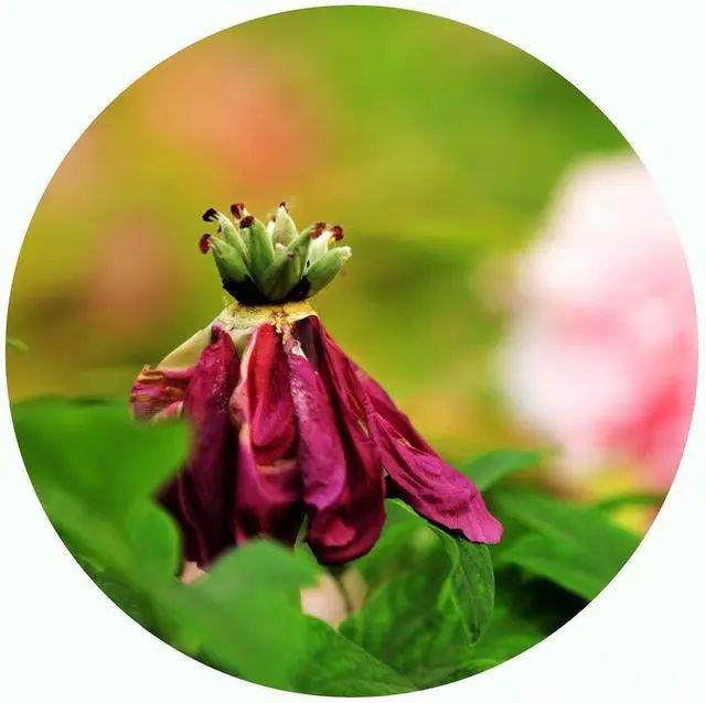 花卉摄影：花开花落十余日，残红凋落更无悔