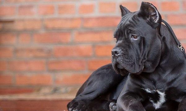 原创世界公认4大护卫犬,杜宾犬上榜,谁才是世界护卫犬之王!