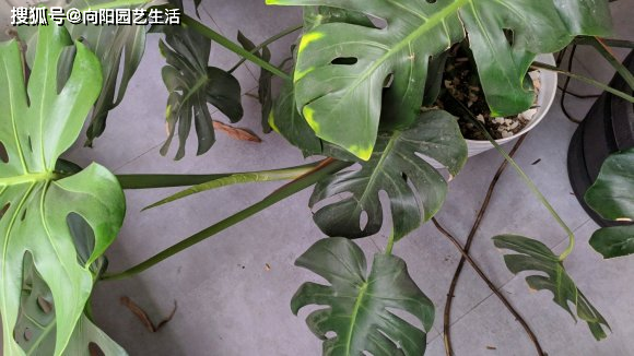 龟背竹怎么养才能长好 ea43d8e2915d4af187565daad2f01785.png