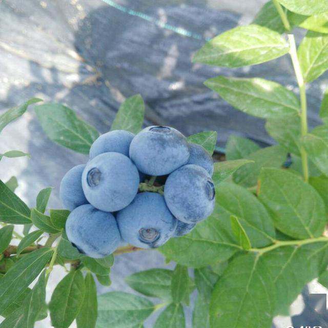 蓝莓树几年结果 ecbfd4b165c440d2a2e6c2a705e9bb67.jpeg